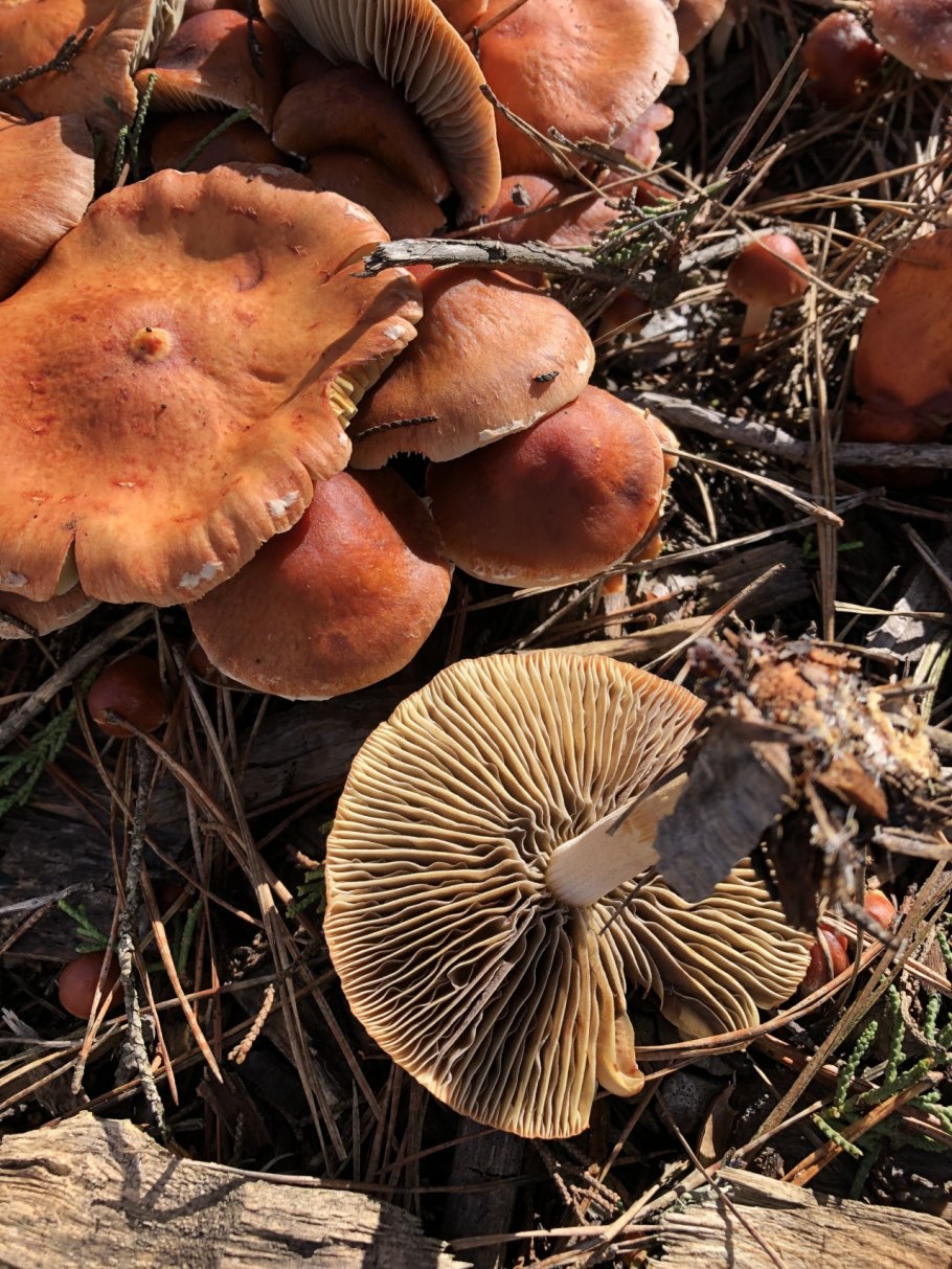 Паутинник изменчивый Cortinarius varius