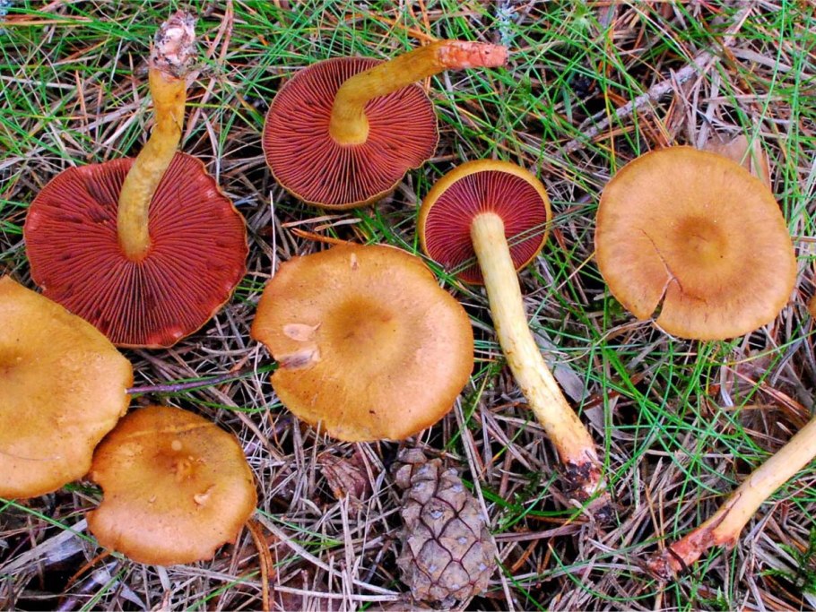 Cortinarius semisanguineus