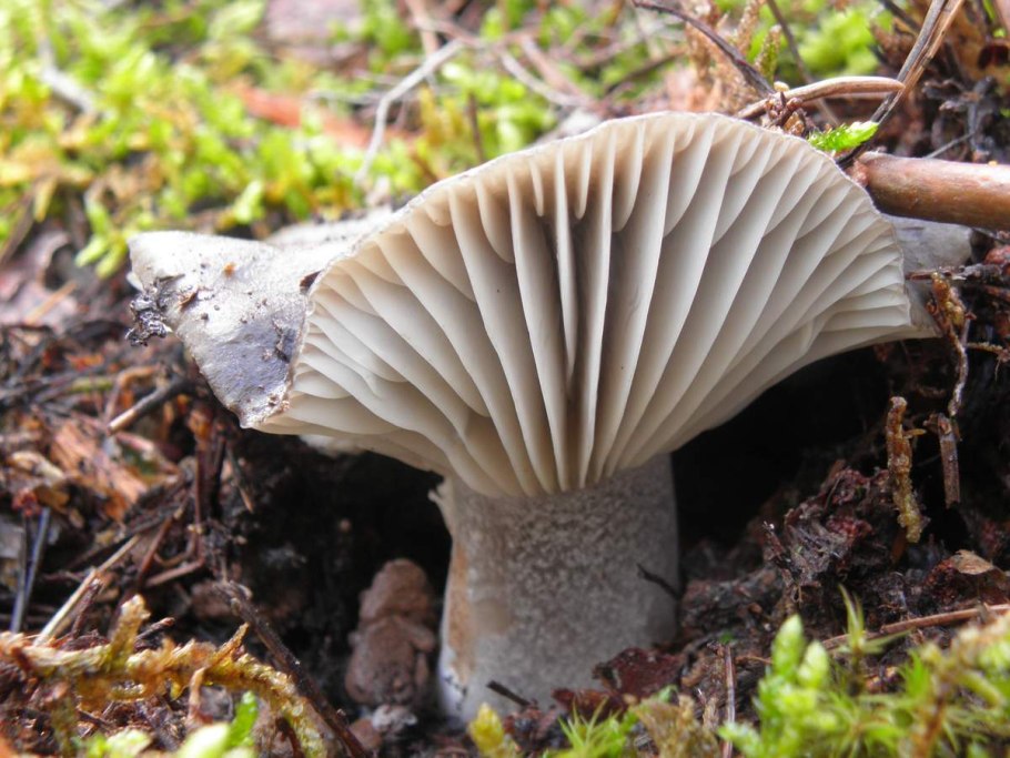 Lactarius sanguifluus