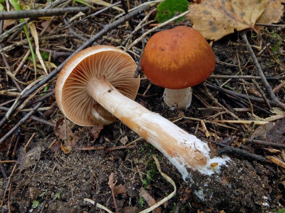 Млечник блёклый Lactarius vietus-
