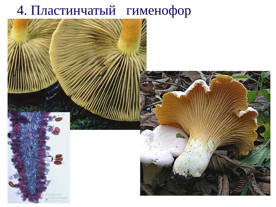 Голосеменные Шляпочные грибы
