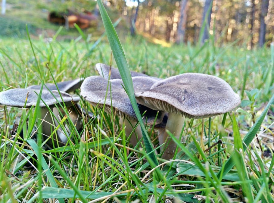 Рядовка землистая Tricholoma terreum
