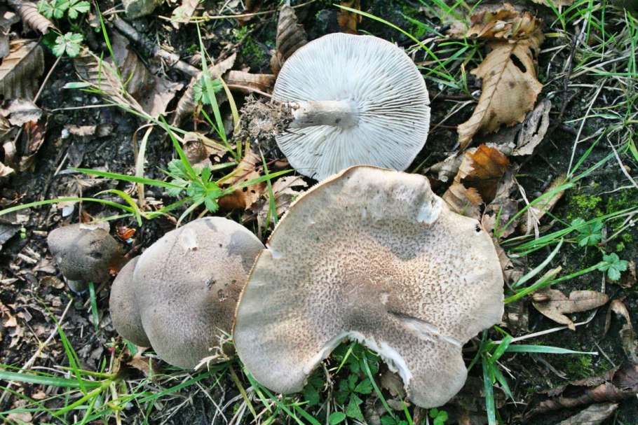 Рядовка Голубиная (лат. Tricholoma columbetta)