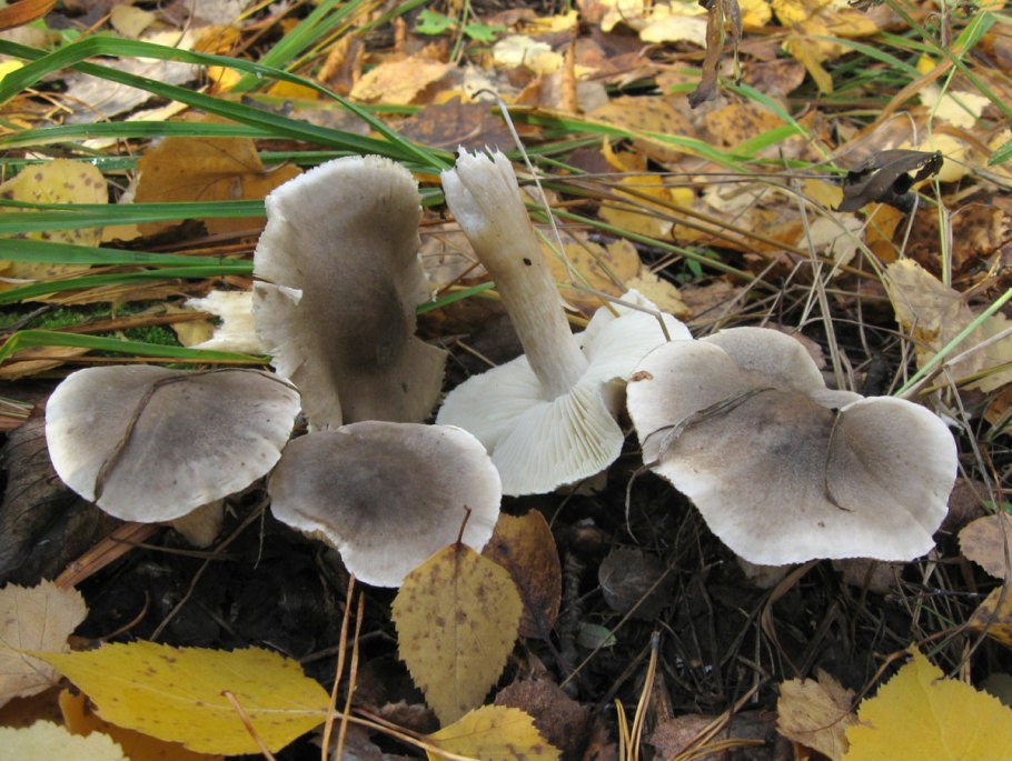 Рядовку землисто-серую (Tricholoma terreum)
