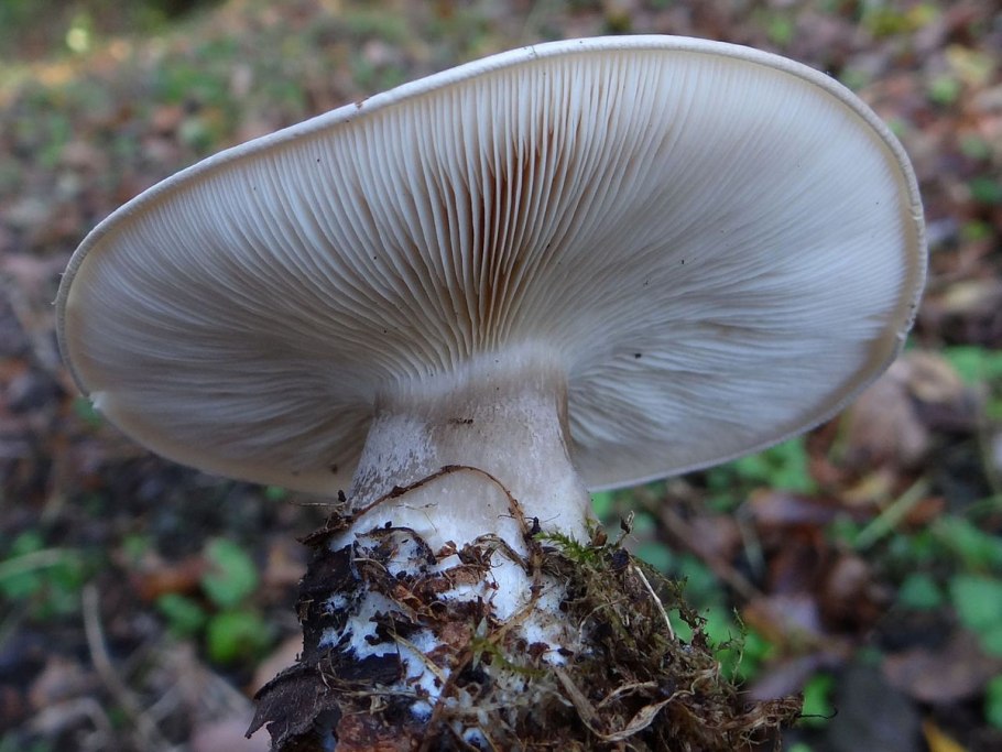 Дымчатая говорушка clitocybe nebularis