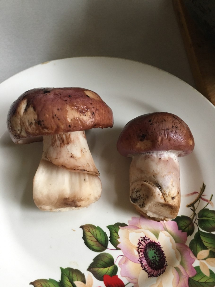 Boletus edulis мицелий