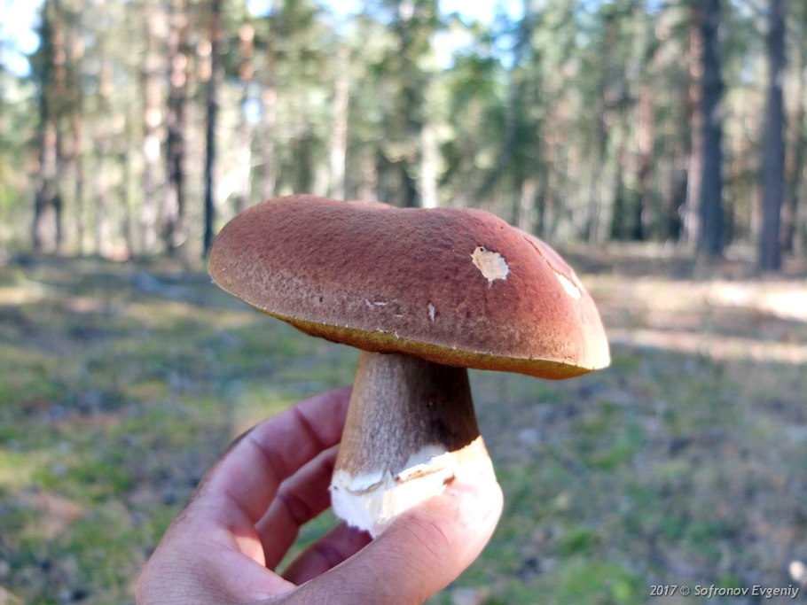 • Зонтик белый (Macrolepiota excoriata