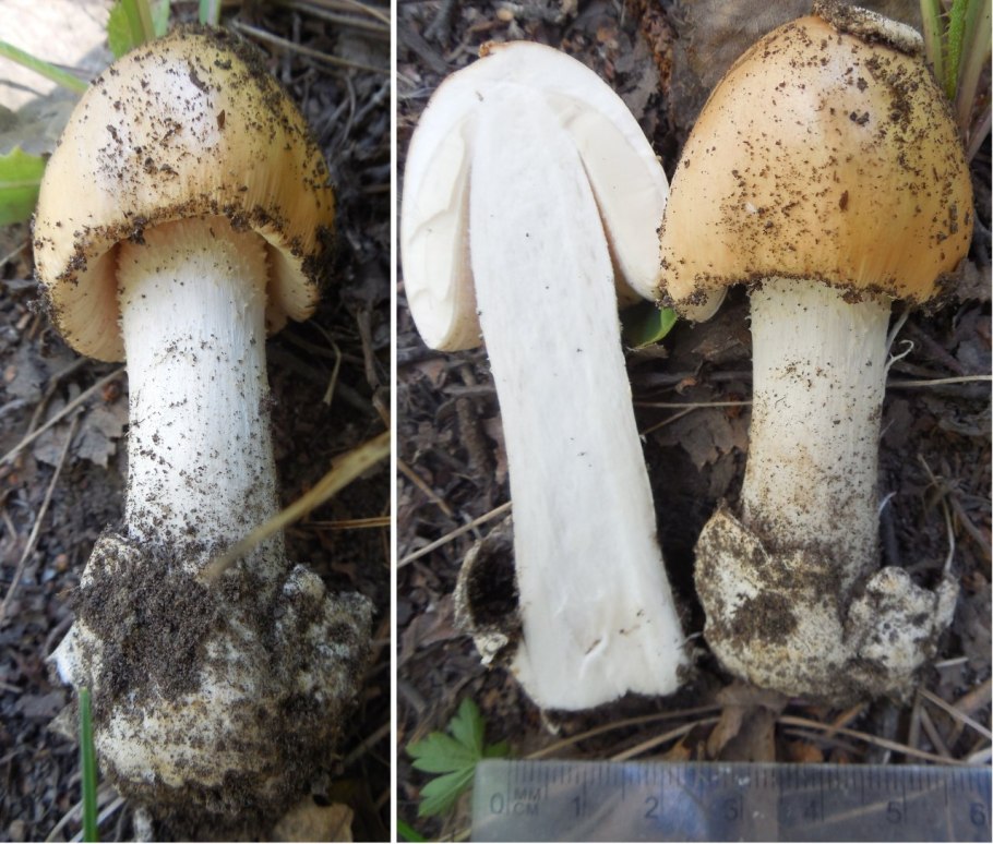 Грибы на длинной ножке
