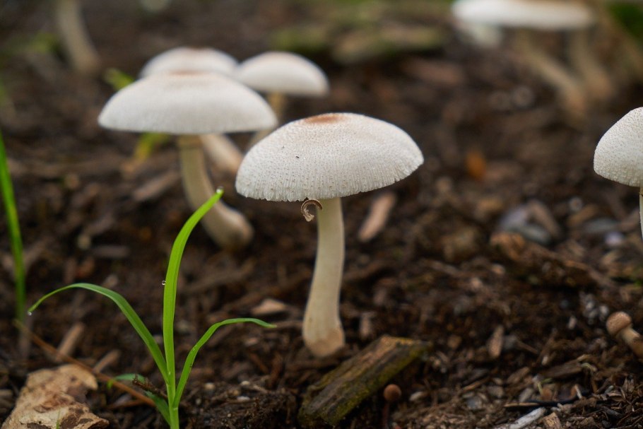 Мрамор White Mushrooms