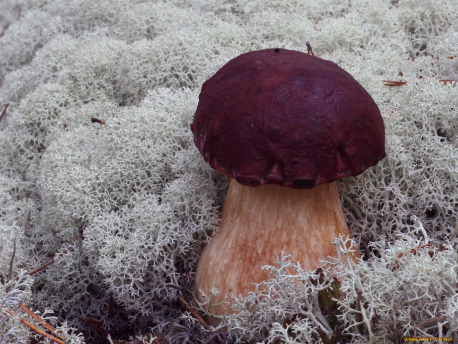 Глухой гриб