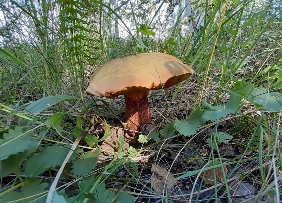 Дубовик обыкновенный