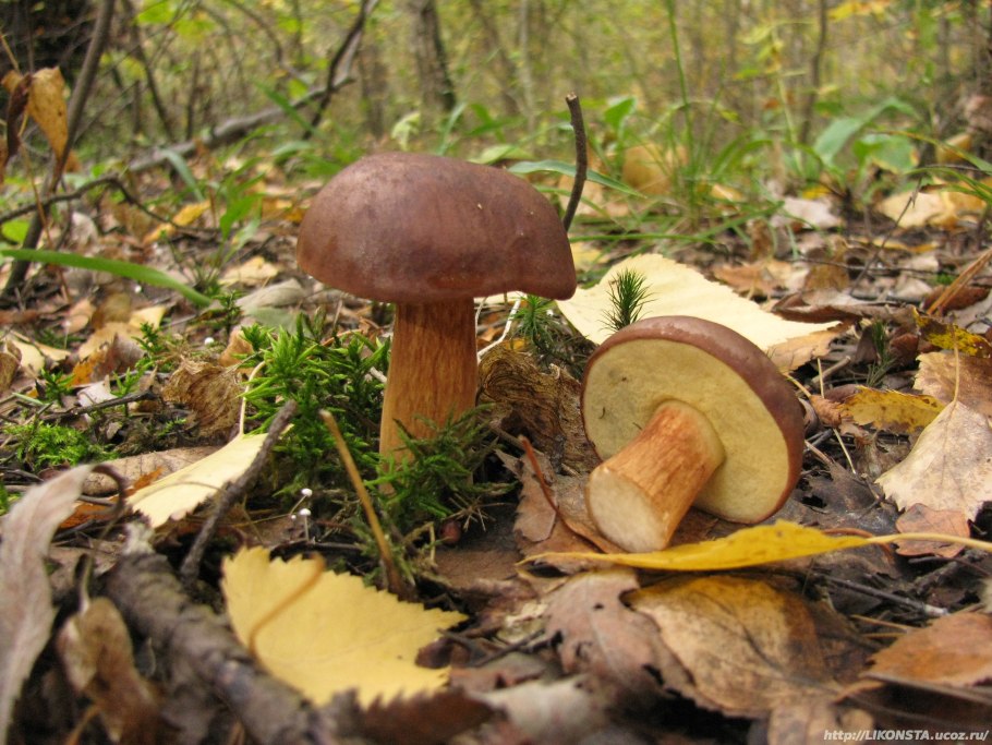 Подореховик польский гриб