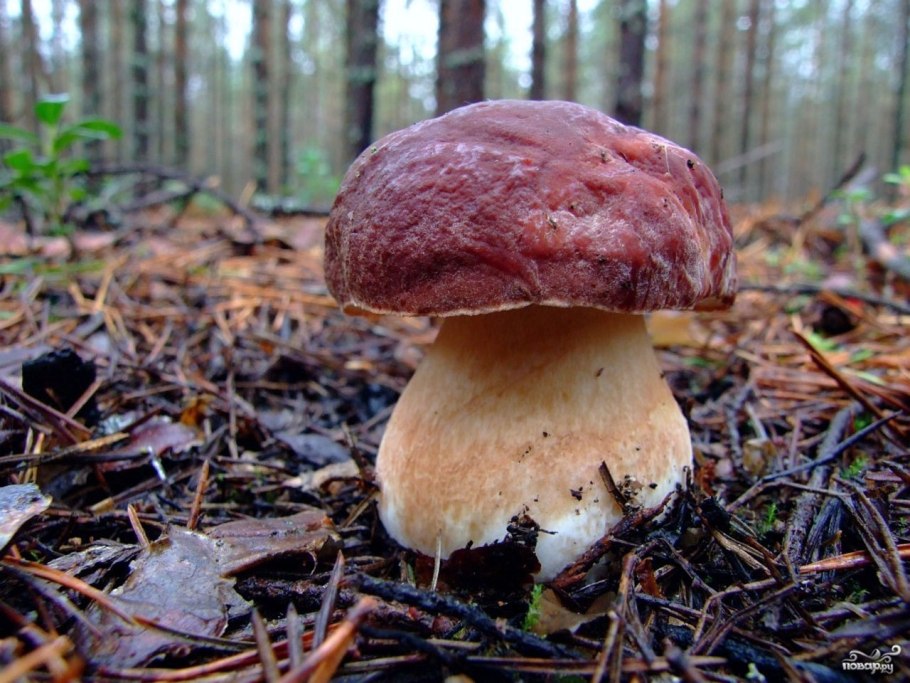 Канадский Боровик гриб
