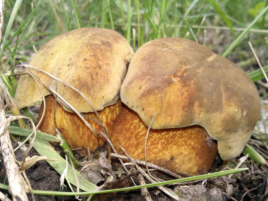 Поддубовик обыкновенный