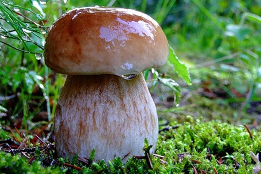 Белый гриб берёзовый Boletus betulicola