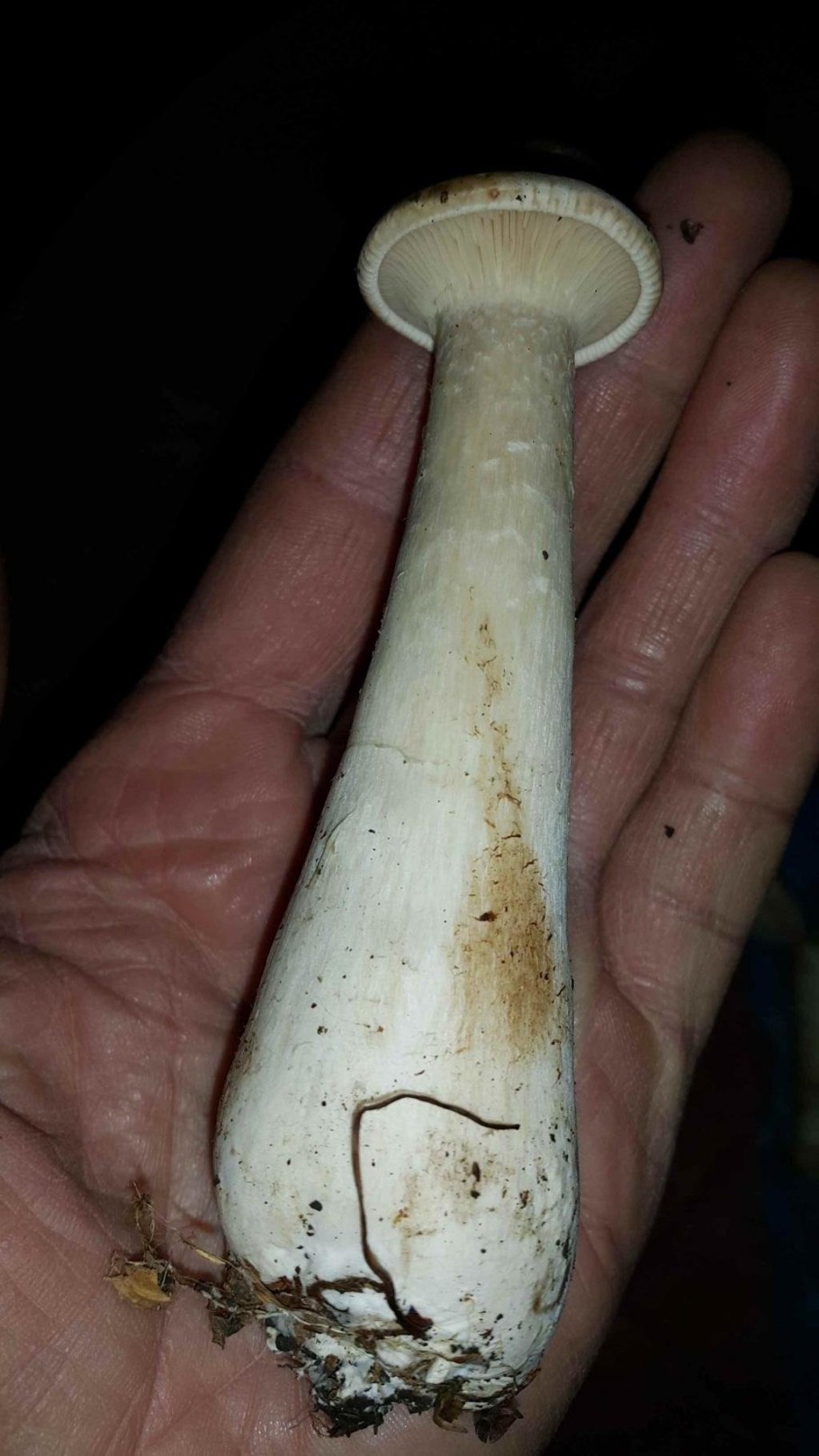 Глухие белые грибы