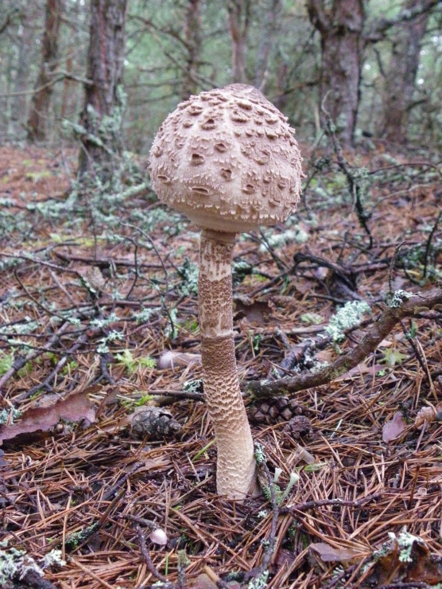 Макролепиота гриб зонтик