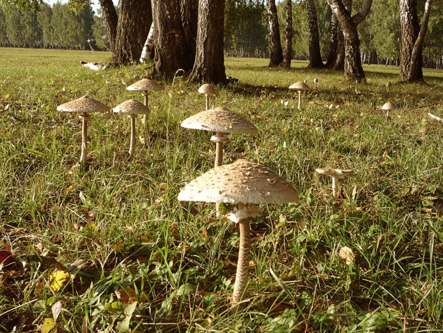 Macrolepiota procera – гриб зонтик высокий