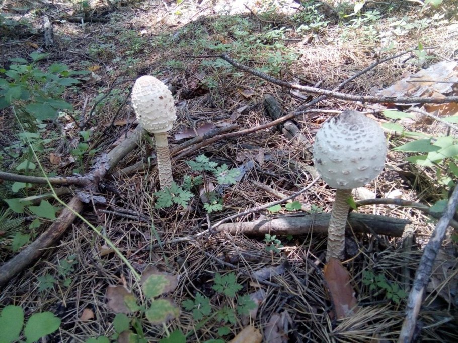 Парасолька гриб