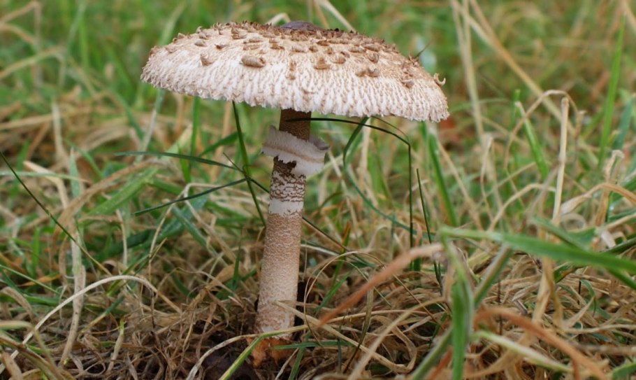Зонтик пёстрый Macrolepiota procera
