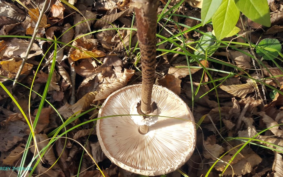 Гриб-зонтик пёстрый