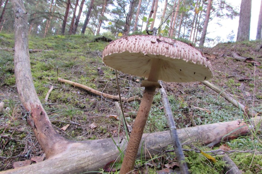 Гриб зонтик девичий macrolepiota puellaris
