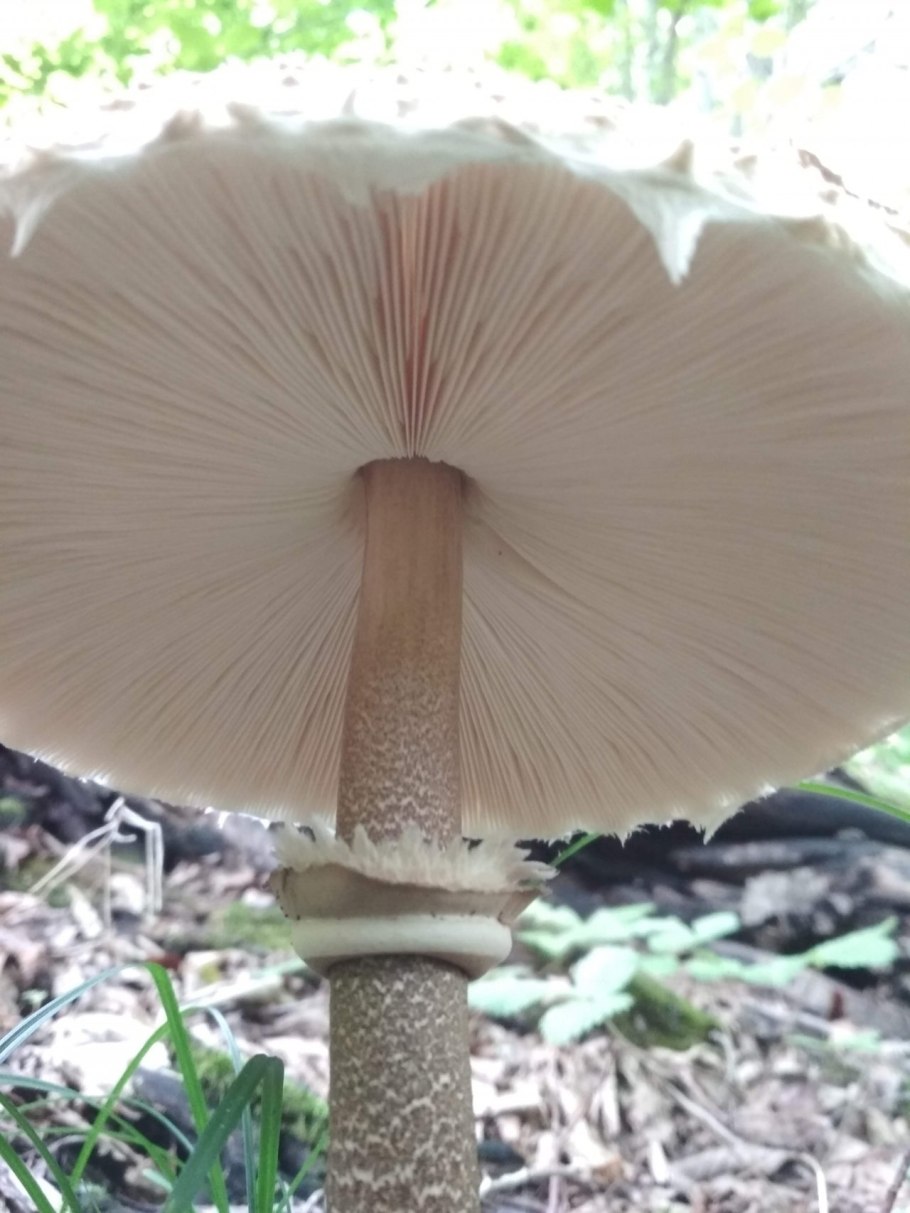 Макролепиота процера