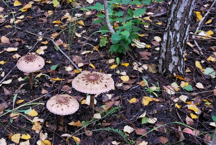 Зонтик пёстрый Macrolepiota procera