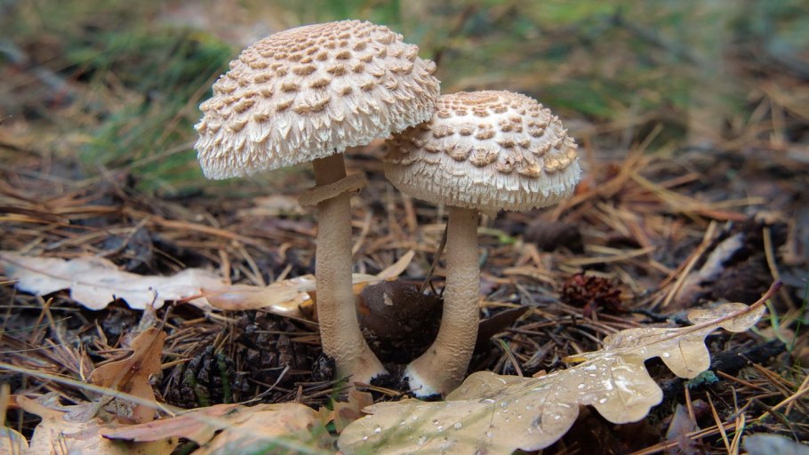 Зонтик пёстрый Macrolepiota procera