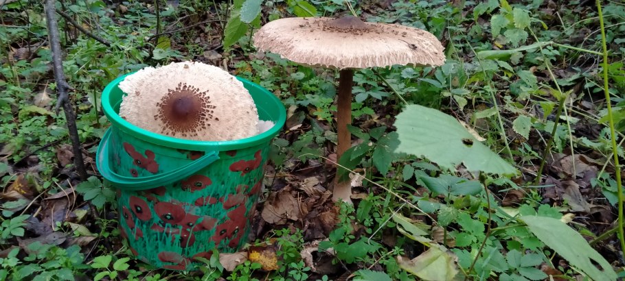 Вырастить грибы зонтики дома