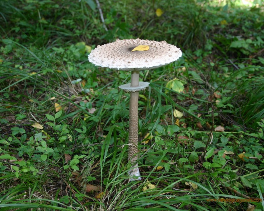 Гриб-зонтик девичий (Macrolepiota puellaris)