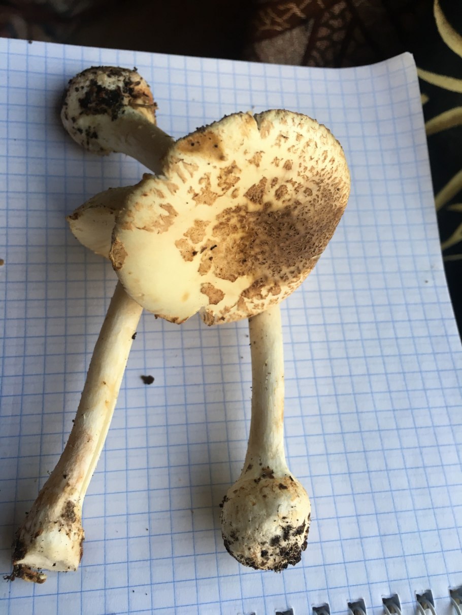 Гриб зонтик белый Макролепиота