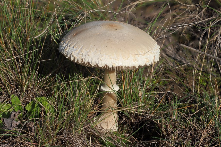 Зонтик белый macrolepiota excoriata