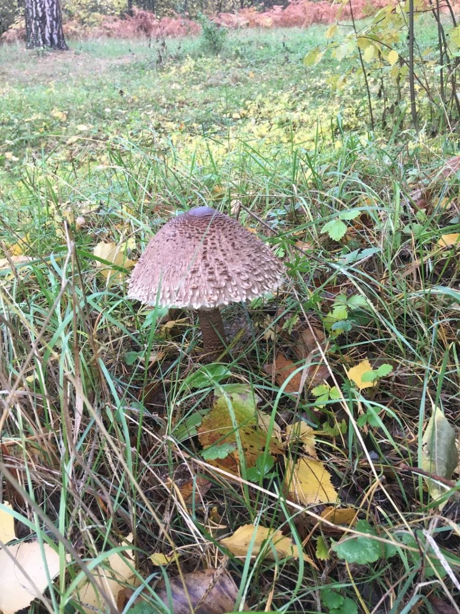 Macrolepiota procera – гриб зонтик высокий