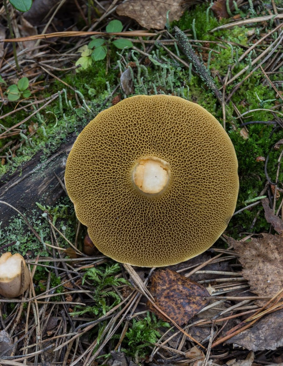 Моховик и Козляк