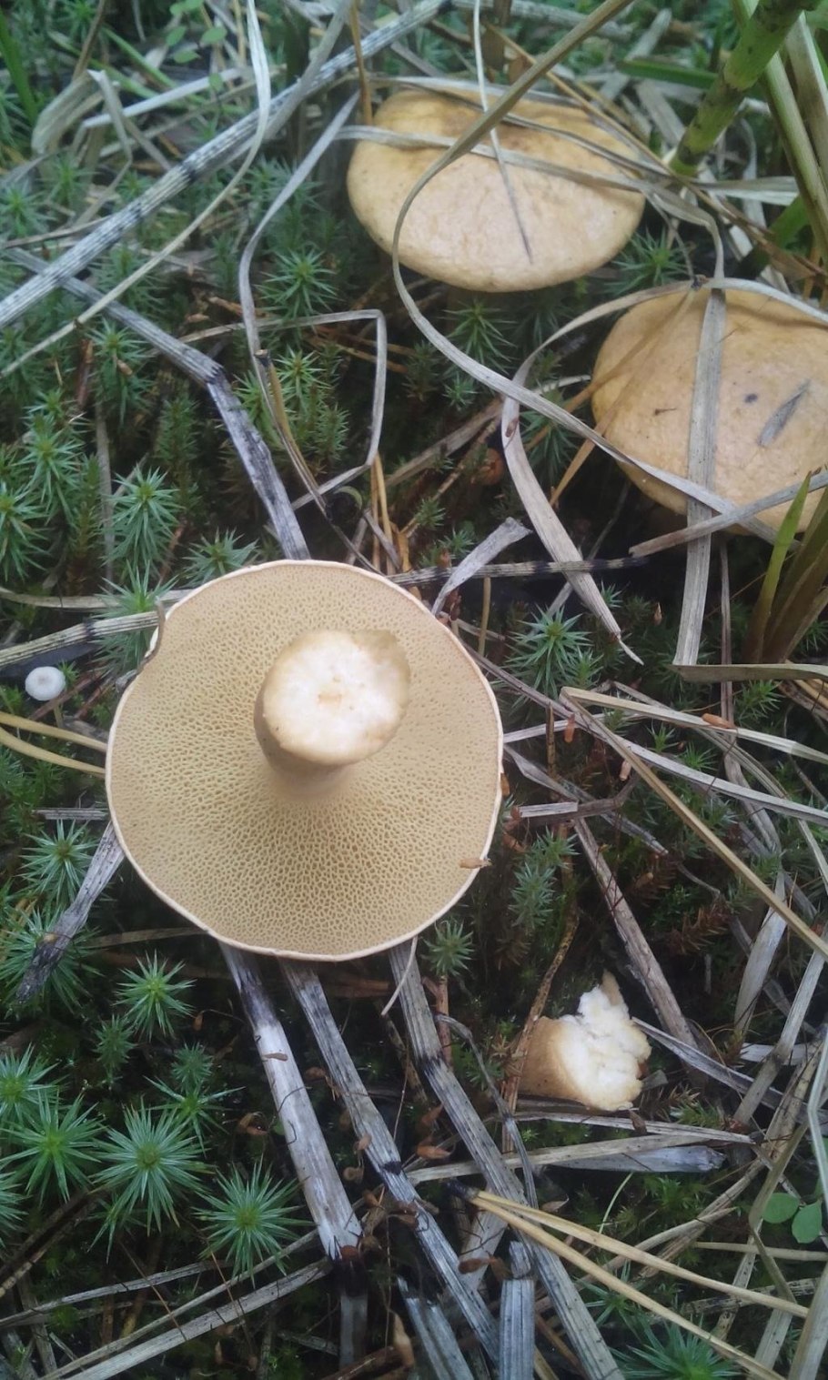 Масленок Козляк