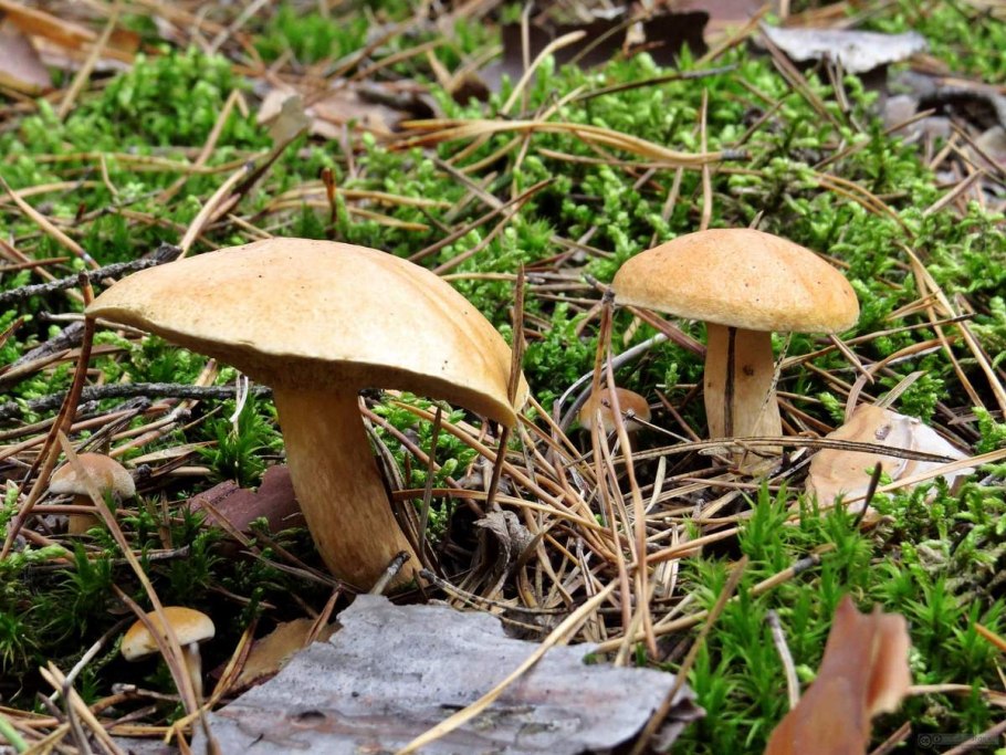 Козляк Решетник гриб