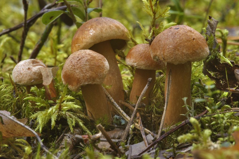 Козляк (Suillus bovinus)