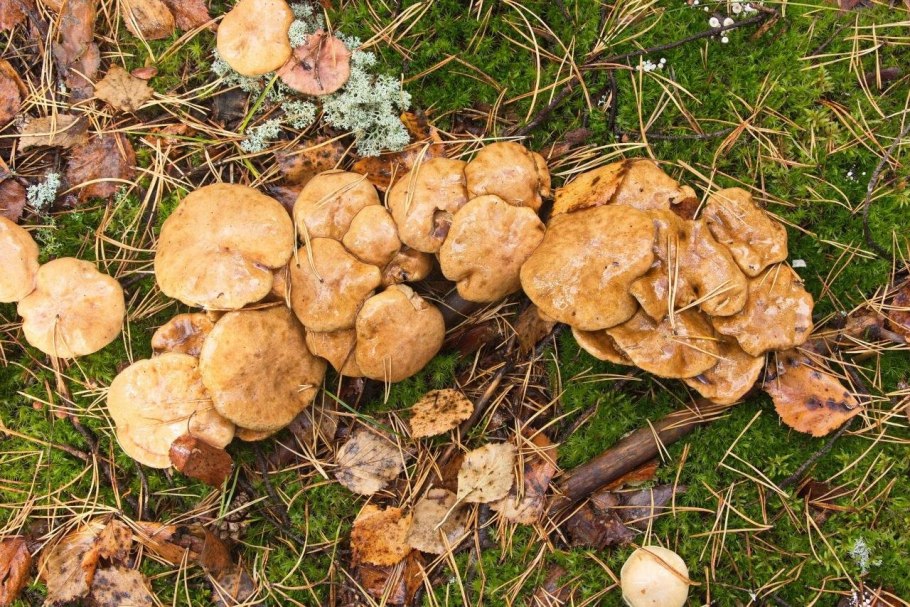 Фото грибов Подрешетников