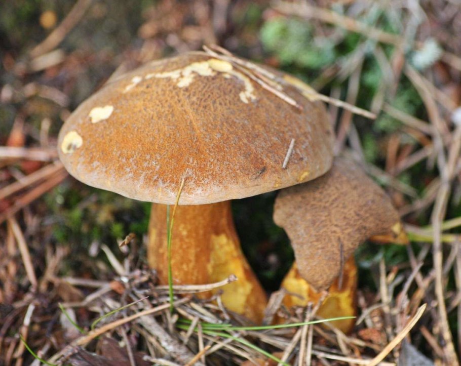 Козляк (Suillus bovinus)