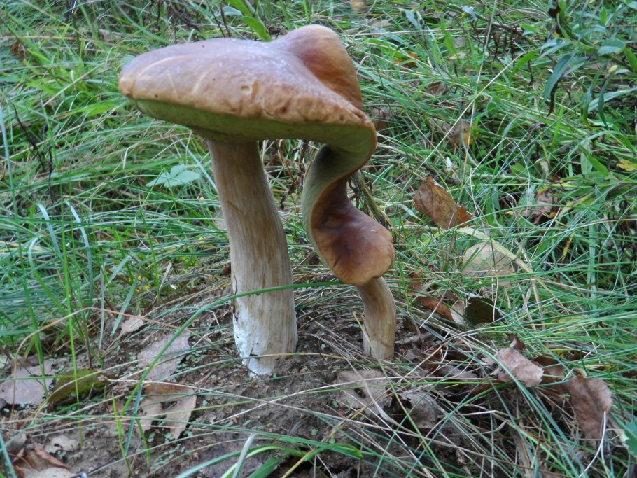 Грибы в Смоленской области