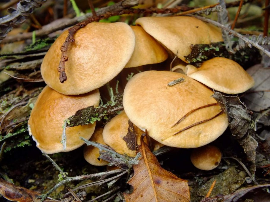 Козляк Решетник гриб