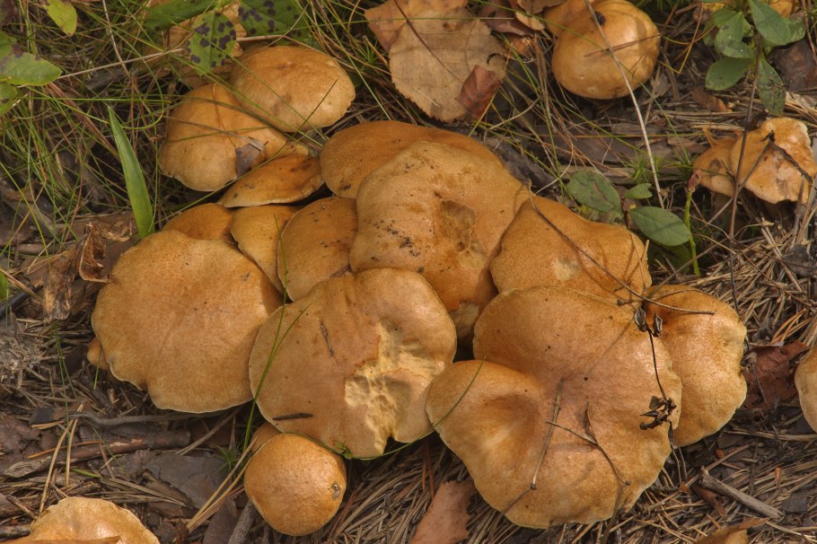 Козлятник гриб