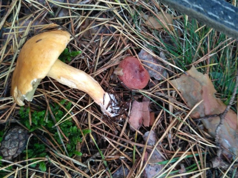 Дубовик моховик Козляк свинушка