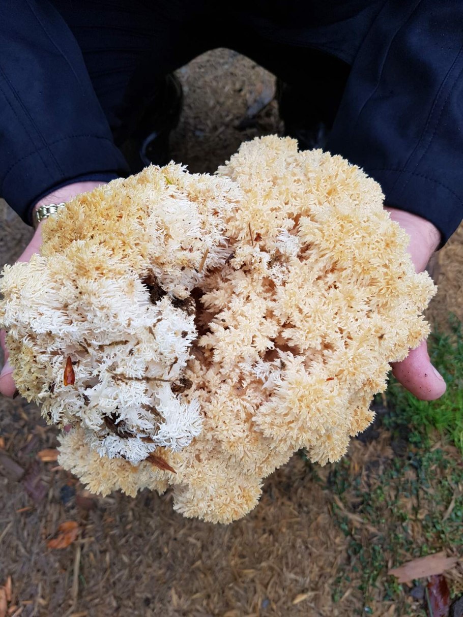 Козел гриб фото