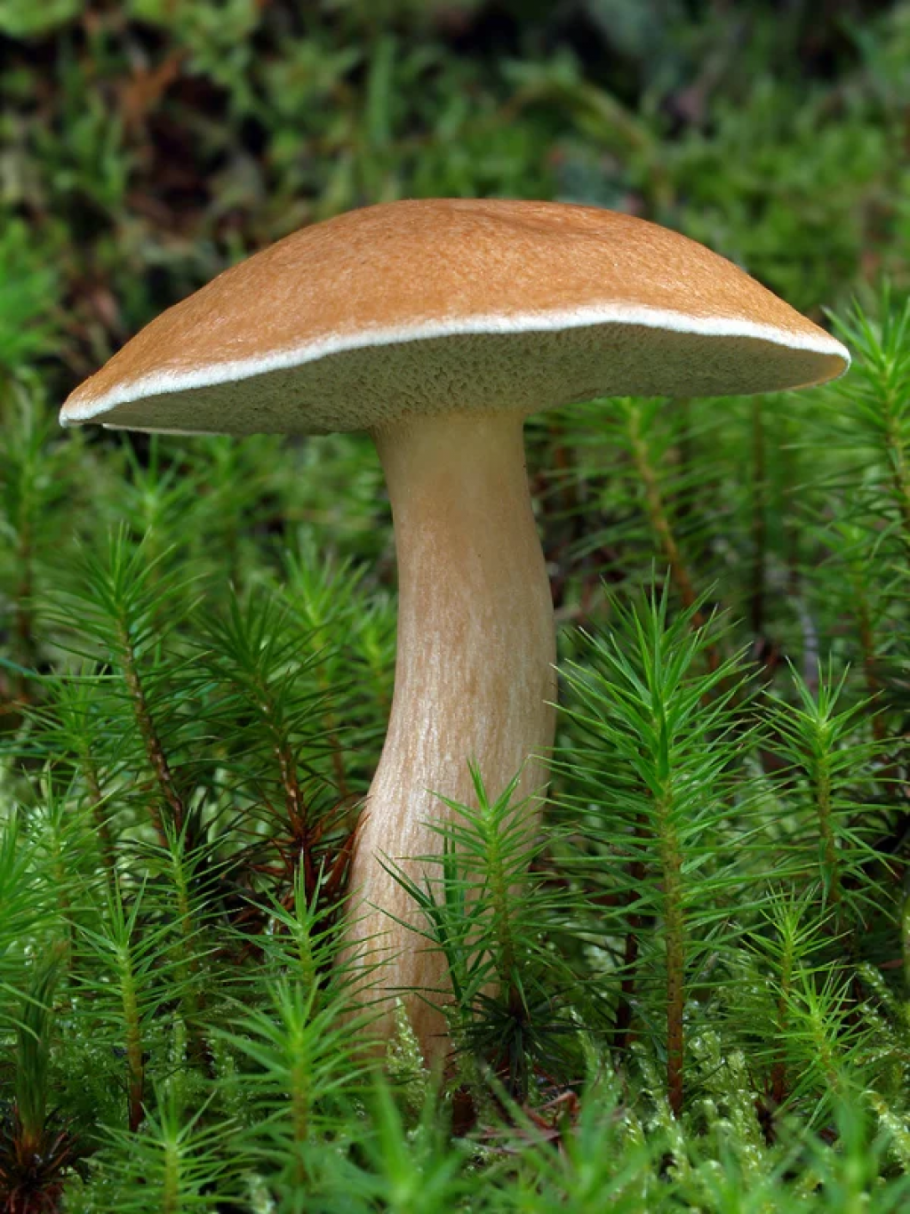 Козляк (Suillus bovinus)