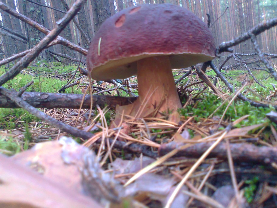 Гриб Иванчик фото