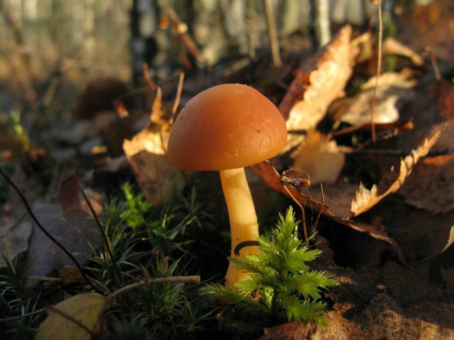 Козлята грибы красные