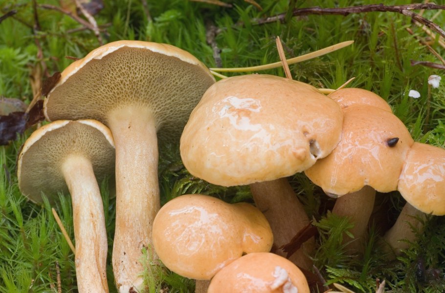 Suillus bovinus