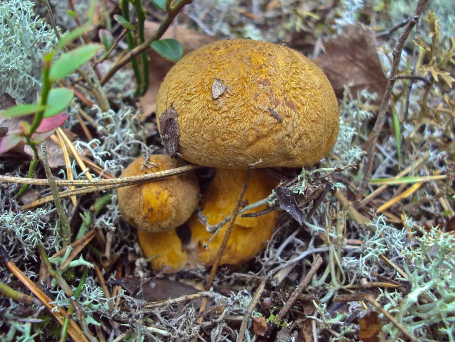 Масленок Козляк моховик